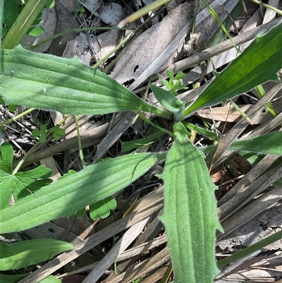 Plantago varia (Native Plaintain) at Yarralumla, ACT - 27 Sep 2025 by Jennybach