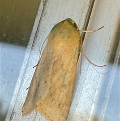 Heliothinae (subfamily) (Budworm) at Higgins, ACT - 28 Sep 2025 by Jennybach