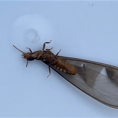Termitoidae (informal group) (Unidentified termite) at Canyonleigh, NSW - 27 Sep 2025 by blacksheep