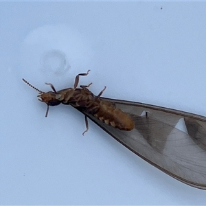 Termitoidae (informal group) (Unidentified termite) at Canyonleigh, NSW - 27 Sep 2025 by blacksheep