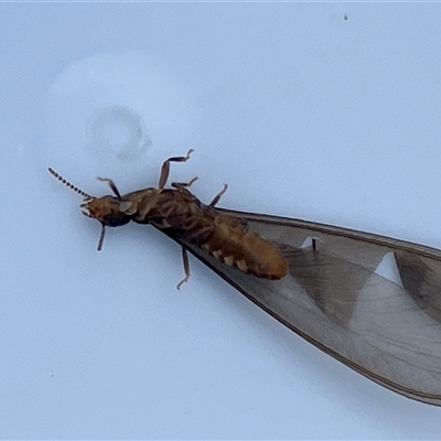 Termitoidae (informal group) (Unidentified termite) at Canyonleigh, NSW - 27 Sep 2025 by blacksheep