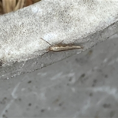 Plutella xylostella (Diamondback Moth) at Canyonleigh, NSW - 27 Sep 2025 by blacksheep