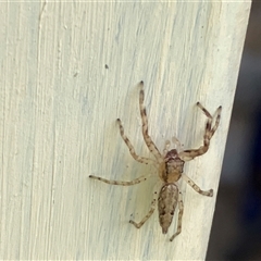 Helpis sp. (genus) (Unidentified Bronze Jumping Spider) at Canyonleigh, NSW - 27 Sep 2025 by blacksheep