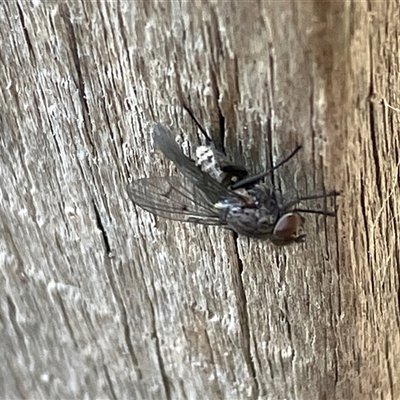 Helina sp. (genus) (Muscid fly) at Canyonleigh, NSW - 27 Sep 2025 by blacksheep