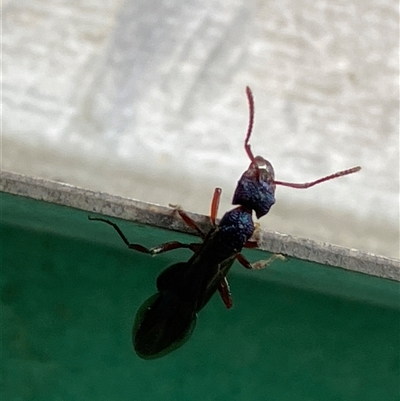Rhytidoponera sp. (genus) (Rhytidoponera ant) at Canyonleigh, NSW - 27 Sep 2025 by blacksheep