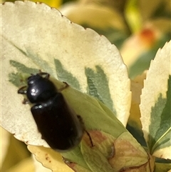Scarabaeidae (family) at Canyonleigh, NSW - 27 Sep 2025 by blacksheep