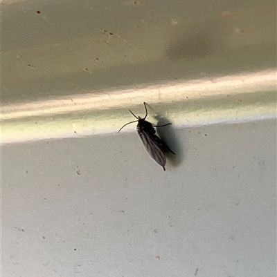 Sciaridae sp. (family) (Black fungus gnat) at Canyonleigh, NSW - 26 Sep 2025 by blacksheep