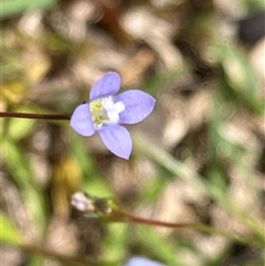 Unverified Other Wildflower or Herb at Canyonleigh, NSW - 25 Sep 2025 by blacksheep
