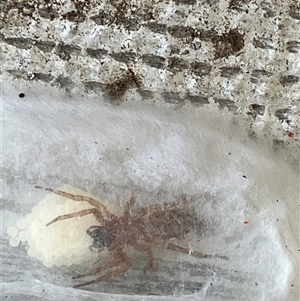 Clubionidae (family) (Sac Spider) at Canyonleigh, NSW - 25 Sep 2025 by blacksheep