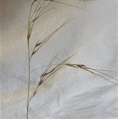 Austrostipa (genus) (A Corkscrew Grass) at Canyonleigh, NSW - 25 Sep 2025 by blacksheep