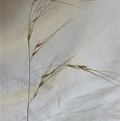 Austrostipa (genus) (A Corkscrew Grass) at Canyonleigh, NSW - 25 Sep 2025 by blacksheep