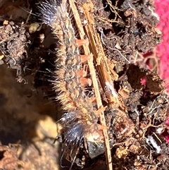 Anthela (genus) immature at Canyonleigh, NSW - 25 Sep 2025 by blacksheep