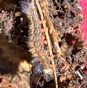Anthela (genus) immature at Canyonleigh, NSW - 25 Sep 2025 by blacksheep