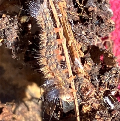Anthela (genus) immature at Canyonleigh, NSW - 25 Sep 2025 by blacksheep
