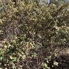 Unverified Other Shrub at Canyonleigh, NSW - 23 Sep 2025 by blacksheep