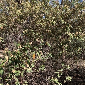 Unverified Other Shrub at Canyonleigh, NSW - 23 Sep 2025 by blacksheep