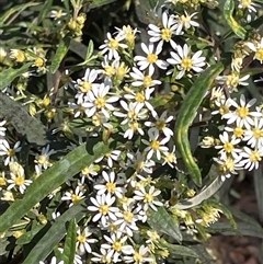 Olearia viscidula (Wallaby Weed) at Canyonleigh, NSW - 23 Sep 2025 by blacksheep