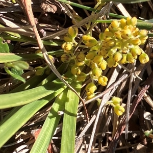 Unverified Rush, Sedge or Mat Rush at Canyonleigh, NSW - 23 Sep 2025 by blacksheep