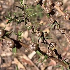 Leptospermum (genus) (Tea Tree) at Canyonleigh, NSW - 23 Sep 2025 by blacksheep