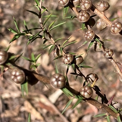 Leptospermum (genus) (Tea Tree) at Canyonleigh, NSW - 23 Sep 2025 by blacksheep