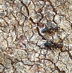 Formicidae (family) (Unidentified ant) at Canyonleigh, NSW - 23 Sep 2025 by blacksheep