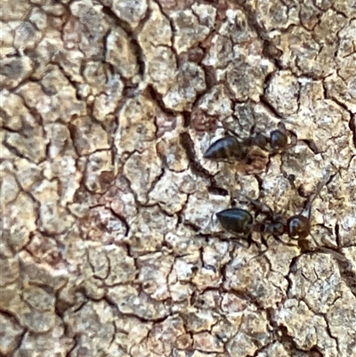 Formicidae (family) (Unidentified ant) at Canyonleigh, NSW - 23 Sep 2025 by blacksheep