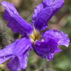 Dampiera purpurea (Purple Dampiera) at Canyonleigh, NSW - 22 Sep 2025 by blacksheep