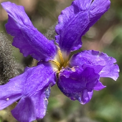 Dampiera purpurea (Purple Dampiera) at Canyonleigh, NSW - 22 Sep 2025 by blacksheep
