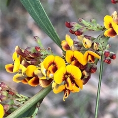 Daviesia latifolia at Canyonleigh, NSW - 22 Sep 2025 by blacksheep