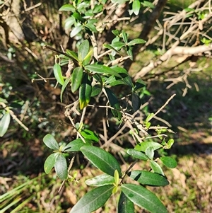 Olea europaea subsp. cuspidata at Keinbah, NSW - 15 Sep 2025 by LeeMears