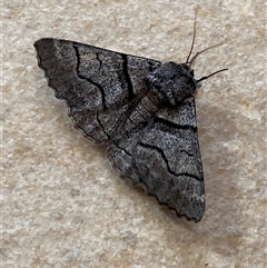 Hypobapta (genus) (A Geometer moth) by SteveBorkowskis