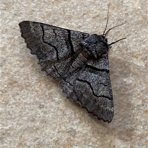 Hypobapta (genus) (A Geometer moth) by SteveBorkowskis