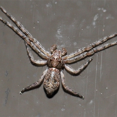 Tmarus marmoreus (Marbled crab spider) at Acton, ACT - 11 Sep 2025 by TimL