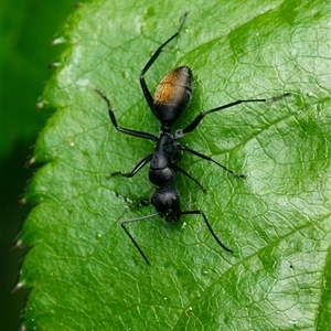 Camponotus aeneopilosus (A Golden-tailed sugar ant) at Downer, ACT - 28 Sep 2025 by RobertD