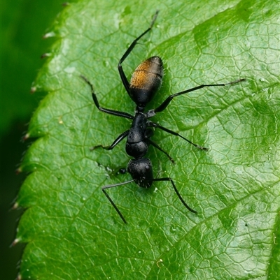 Camponotus aeneopilosus (A Golden-tailed sugar ant) at Downer, ACT - 28 Sep 2025 by RobertD