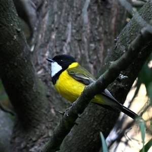 Pachycephala pectoralis (Golden Whistler) at Kingston, ACT - 8 Sep 2025 by davidcunninghamwildlife