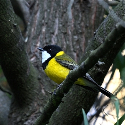 Pachycephala pectoralis (Golden Whistler) at Kingston, ACT - 8 Sep 2025 by davidcunninghamwildlife