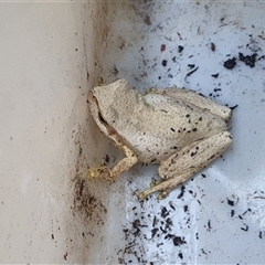 Litoria peronii (Peron's Tree Frog, Emerald Spotted Tree Frog) at Penrose, NSW - 28 Sep 2025 by Aussiegall