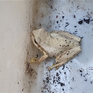 Litoria peronii (Peron's Tree Frog, Emerald Spotted Tree Frog) at Penrose, NSW - 28 Sep 2025 by Aussiegall