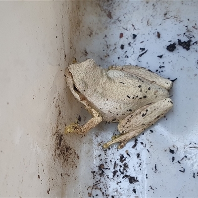 Litoria peronii (Peron's Tree Frog, Emerald Spotted Tree Frog) at Penrose, NSW - 28 Sep 2025 by Aussiegall