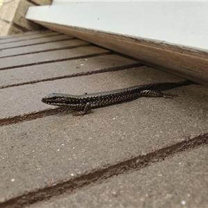 Eulamprus heatwolei (Yellow-bellied Water Skink) at Penrose, NSW - 28 Sep 2025 by Aussiegall