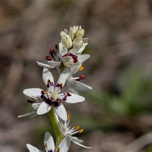 Wurmbea dioica subsp. dioica (Early Nancy) at Symonston, ACT - 27 Sep 2025 by rawshorty