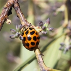 Harmonia conformis (Common Spotted Ladybird) at Lyons, ACT - 28 Sep 2025 by ran452