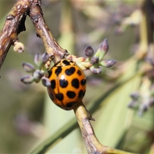 Harmonia conformis (Common Spotted Ladybird) at Lyons, ACT - 28 Sep 2025 by ran452