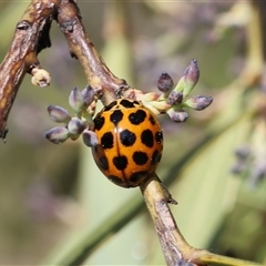 Harmonia conformis at Lyons, ACT - 28 Sep 2025 11:34 AM