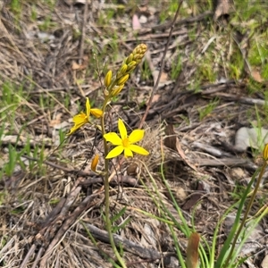 Bulbine bulbosa at Fadden, ACT - 28 Sep 2025 by Mike
