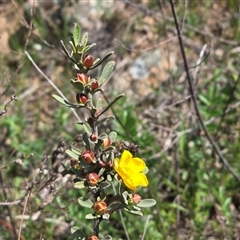Hibbertia obtusifolia (Grey Guinea-flower) at Isaacs, ACT - 28 Sep 2025 by Mike