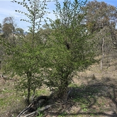 Crataegus monogyna at Isaacs, ACT - 28 Sep 2025 by Mike