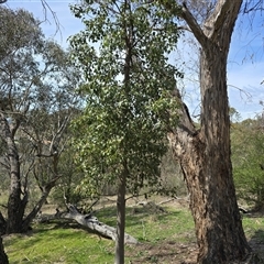 Brachychiton populneus subsp. populneus at Isaacs, ACT - 28 Sep 2025 by Mike
