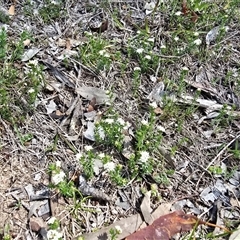 Asperula conferta (Common Woodruff) at Isaacs, ACT - 28 Sep 2025 by Mike